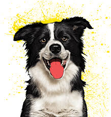 Custom Pet Pop Art Dogs Cats More Pop Your Pup Pop Art Animals Dog Art Cat Art