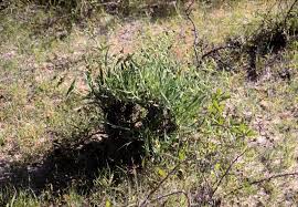 Image result for Euphorbia monteiroi