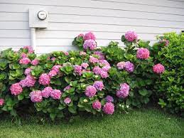 Hydrangea Growing In Northeast Florida Growing Hydrangeas Hydrangea Garden Flowering Bushes