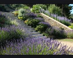 Lavendel Abschussiger Garten Garten Gartentreppe