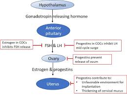 Image result for Fourth Generation Progestin