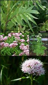 Image result for Valerianaceae