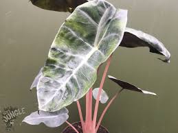 Tips on how to care this rare plants queen alocasia black velvet#rareplants #howtocareblackvelvetalocasia #alocasiareginula #blackvelvetfor more greenfinge. Alocasia Pink Dragon 16 20