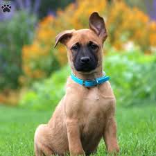 Raised in a cabin, he likes being outdoors, running, playing and being active with you. Belgian Malinois Mix Puppies For Sale Greenfield Puppies