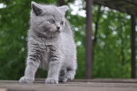 liebevoll erzogene bkh kitten mit stammbaum kurzhaar katzen hubsche katzen katzen kaufen