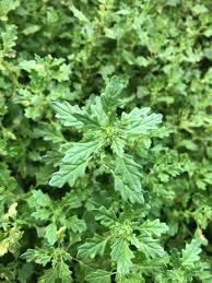 Image result for Dysphania schraderiana