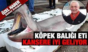 kopek baligi eti kansere iyi geliyor ozelhaber