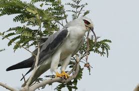 Pellets from Tuas: 7. Black-shouldered Kite hunting mice - Bird Ecology  Study Group