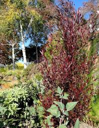 Image result for Dodonaea viscosa