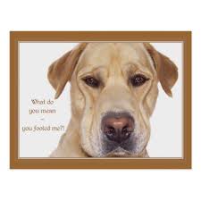April Fool S Day Funny Labrador Postcard Zazzle Com Labrador Funny Labrador Retriever Labrador