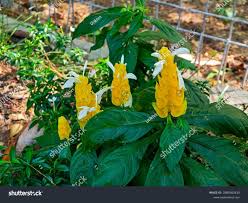 Image result for Pachystachys