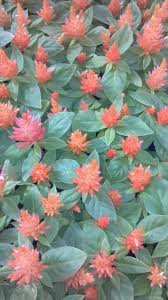 Fresh Look Orange Celosia Color Trends 2014 Different Flowers Flowers