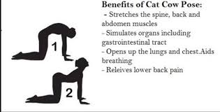 Cat cow pose benefits the following muscles and hence can be included in yoga sequences with the corresponding muscle(s) focus this plays an important role in a women's life. Facebook