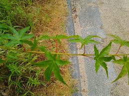 悠ちゃんの植物大好き 其の2 葉っぱ 其の2