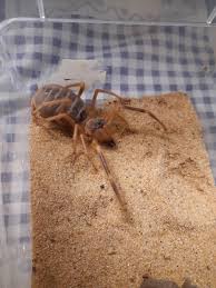 How the camel got his hump kipling's story. Got This Absolutely Gorgeous Of A Camel Spider Today Any Ideas On The Exact Species Whatsthisbug
