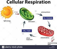 Cellular Respiration Diagram Cellular Respiration Cellular Respiration Biology Photosynthesis And Cellular Respiration