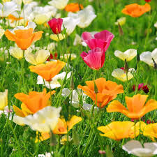 I planted california poppies with mexican poppies, lupines, and california bluebells. California Poppy Seeds Splendid Mix American Meadows