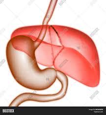 If any of the images violates your copyright please contact us. 3d Illustration Human Image Photo Free Trial Bigstock