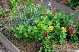 We did not find results for: Creative Vegetable Gardener How To Start A Small Vegetable Garden And Make The Most Of It Creative Vegetable Gardener