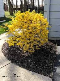 How To Prune Forsythia On Sutton Place Landscaping Plants Plants Garden Shrubs