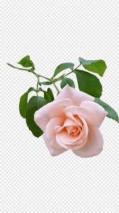 We did not find results for: Background Happy Birthday Birthday Wish Carte Danniversaire Happy Birthday Candle Flower Bouquet Sticker Birthday Wish Carte Danniversaire Png Pngwing