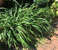And get a little bit hard for several. How To Divide Daylilies Here By Design