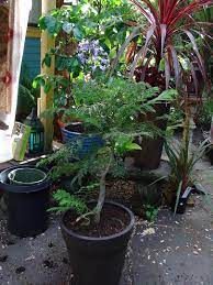 It also flowers at an early age, years earlier than other jacaranda. Jacaranda Bonsai Blue A Dwarf Jacaranda Tropical Looking Plants Other Than Palms Palmtalk