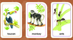 The most popular kinds of red meat are beef, lamb, and pork. Animals Of All Kinds Flash Cards Anywhere Teacher