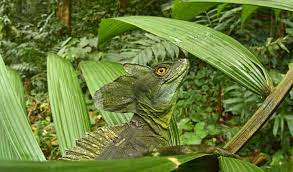Dozens Of Creatures Thought To Be Extinct Found Alive In Lost City In The Jungle Photos Lost City Endangered Animals Rare Animals