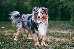 They are very active dogs requiring lots of daily exercise and they will run and. Category Miniature Australian Shepherd Wikimedia Commons