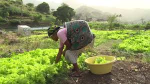 The sun shines almost all year round and due to the favorable location of the archipelago there is very little rain. Cabo Verde Picos And Engenhos Watershed Management Project On Santiago Island Youtube
