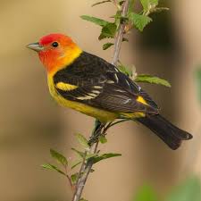 Backyard Birds Of Western Washington Pin De Carmen Perez Arias En Pajaros Animales Para Pintar Pajaros Animales