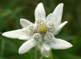 Edelweiss The Flower Of The Mountains Flowers Edelweiss Visit Switzerland