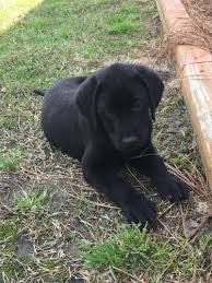 Mum is a kc black lab and dad is a kc yellow lab. Akc Registered Lab Puppy For Sale In Tabor City North Carolina Classified Americanlisted Com