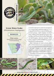 Green Water Snake Green Cactus Plants Green Snake