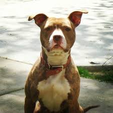 Chai My Stratford Terrier That I Rescued One Of The Most Amazing Dogs In The World Also The Most Loved Puppy In The World Ev Cute Dogs Beautiful Dogs Pets