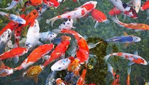 Pilih indukan memegang fungsi utama dalam budidaya ikan koi. Cara Budidaya Ikan Koi Panduan Untuk Pemula Suka Ikan