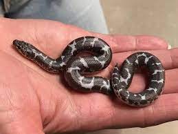 S More My Snake Skittish Cute And Fast Pet Snake Snake Breeds Small Pets