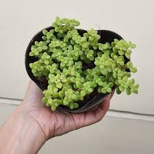 Image result for Crassula expansa