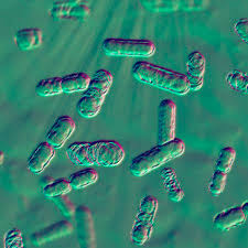 Image result for Bacteroidaceae