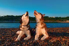 Why Do Dogs Howl At Sirens Ultimate Pet Nutrition