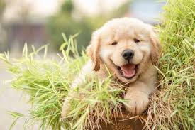 A forum community dedicated to golden retriever owners and enthusiasts. Golden Retriever Informationen Zu Hunderassen Und Bedienungsanleitung Perfekte Hunderassen Rassen