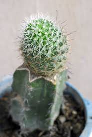 Let it dry for a few days to let it callous over. Cactus Grafting Guide How To Graft A Cactus Plant