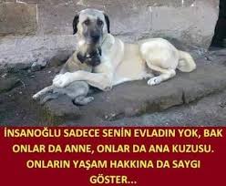 Sultan Adli Kullanicinin Candostlarimiz Panosundaki Pin Hayvan Sozleri Hayvan Haklari Komik Hayvan Fotograflari
