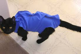 Justanswer.com has been visited by 100k+ users in the past month Make A T Shirt Jacket For Pets Post Surgery Simplemost