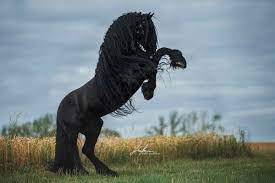 pin von raven queen auf equine beautiful blacks pferde fotografie pferdefotografie schwarze pferde