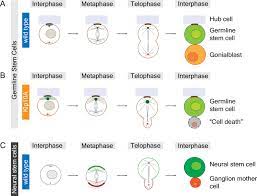 What limits cell size ? Cell Division Sibling Cell Size Matters Elife