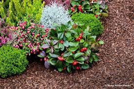 Rindenmulch im garten einsatzmoglichkeiten tipps und tricks. Rindenmulch Im Garten Die Wichtigsten Vorteile Und Nachteile