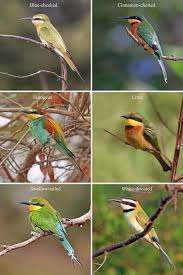 Does it take getting nearly killed, as what had happened to grell sutcliff? Bee Eater Wikipedia