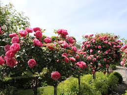 Buy pink knockout rose bushes (rosa 'radcon') online. What Is A Tree Rose Rose Standards